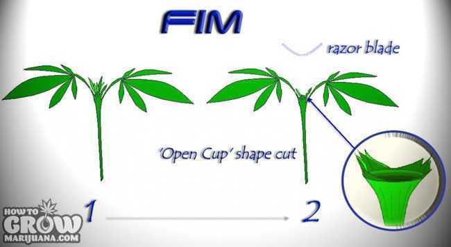 FIM Diagram - How To FIM Marijuana