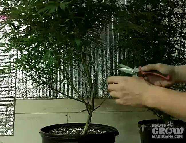 Grower Lollipopping Marijuana Plant