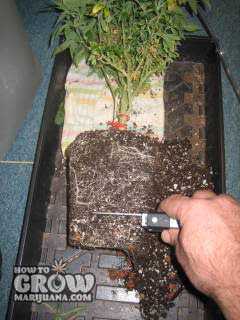 root trimming cannabis