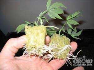 rooted cannabis clones