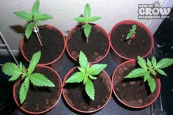 Marijuana Seedling in Container