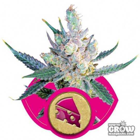 Royal Queen Royal Cheese Feminized Seeds