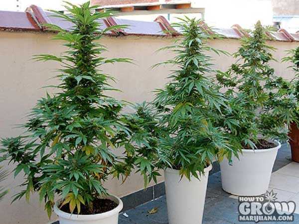 Container Cannabis Growing
