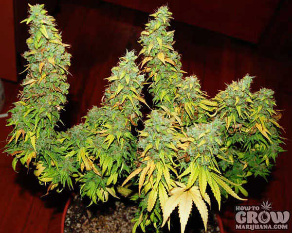 Yellowing Marijuana Leaves with Huge Buds