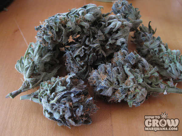 C99 Bx1 Marijuana Seeds