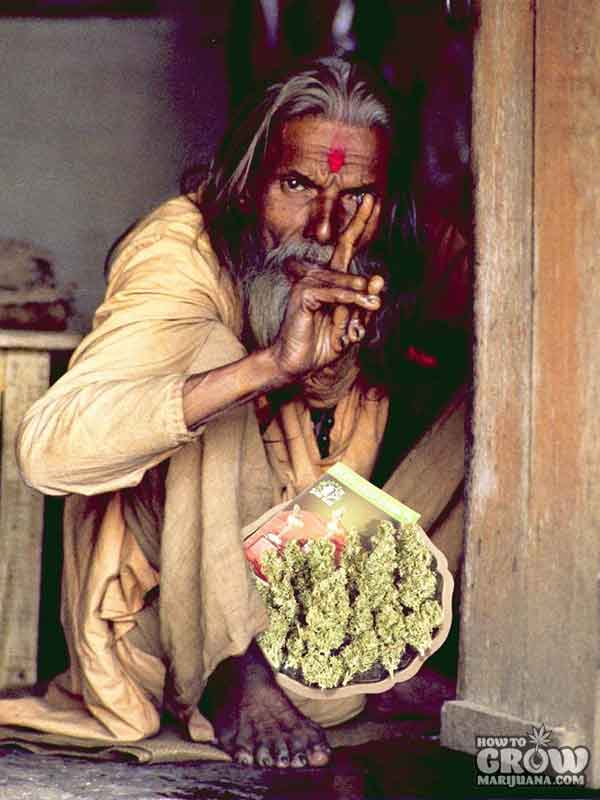 Cannabis in India