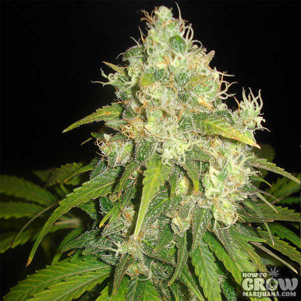 Delicious Fruity Chronic Juice Seeds