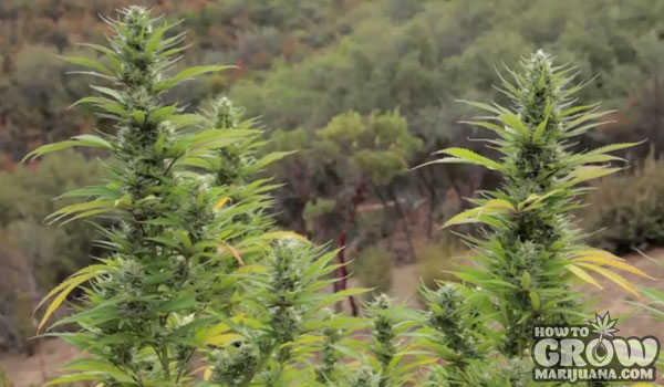 Essential Site Visits Grow Marijuana Outdoors
