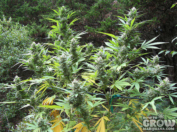 Flowering Marijuana Outdoors