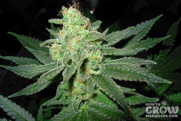 G13 Labs Pineapple Express Seeds