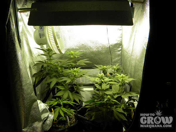 Great White Shark Auto in a Grow Tent