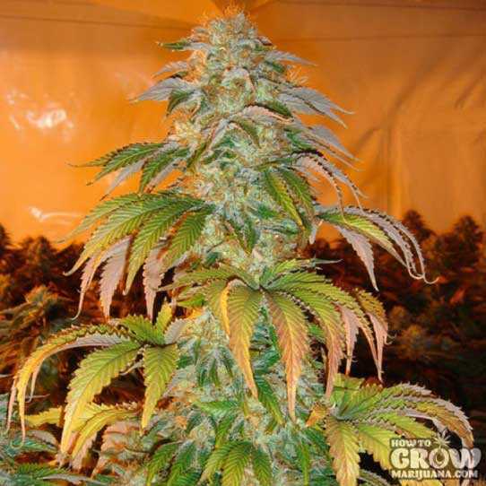 Spoetnik #1 is Pure Indica from Paradise with Broad Leaves