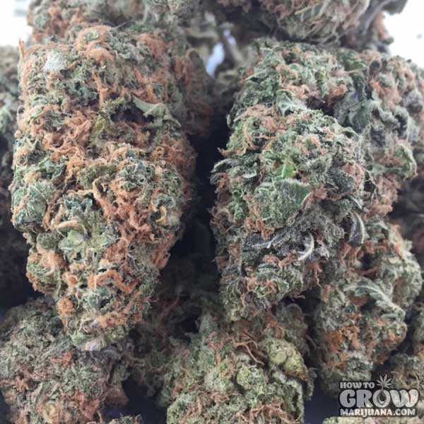 The-Cookie-Family-Girl-Scout-Cookies-Seeds