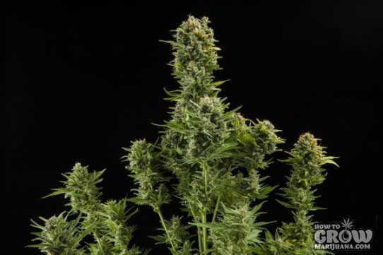 Royal Queen Automatic White Widow Seeds