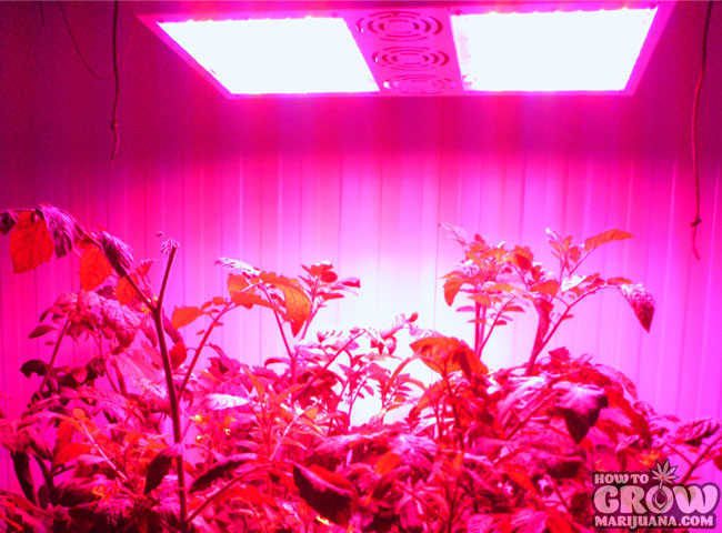 Growing Tomatoes with Solar Storm 440W