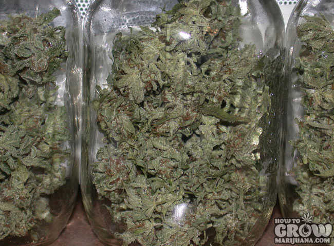 Curing Cannabis in Glass Jars
