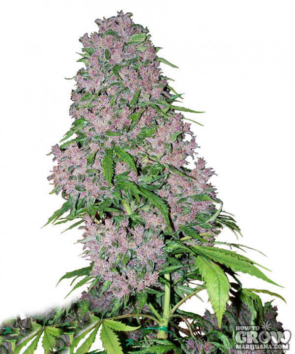 White Label Purple Bud Feminized Seeds