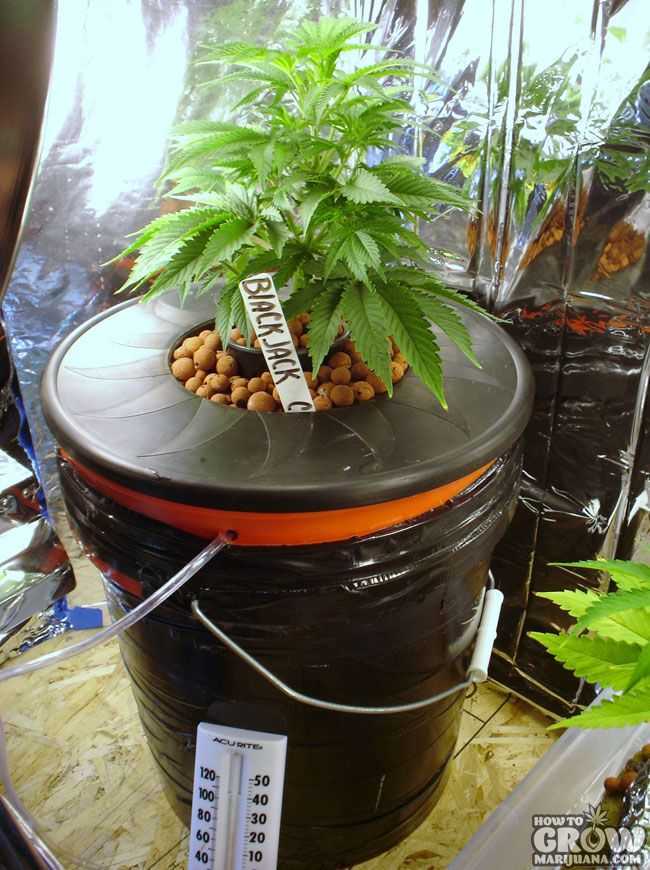 Deep Water Culture Cannabis Grow