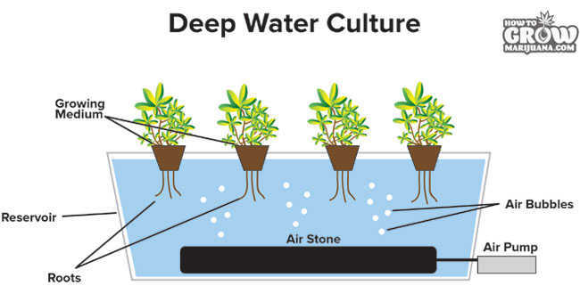 Deep Water Culture Diagram Marijuana