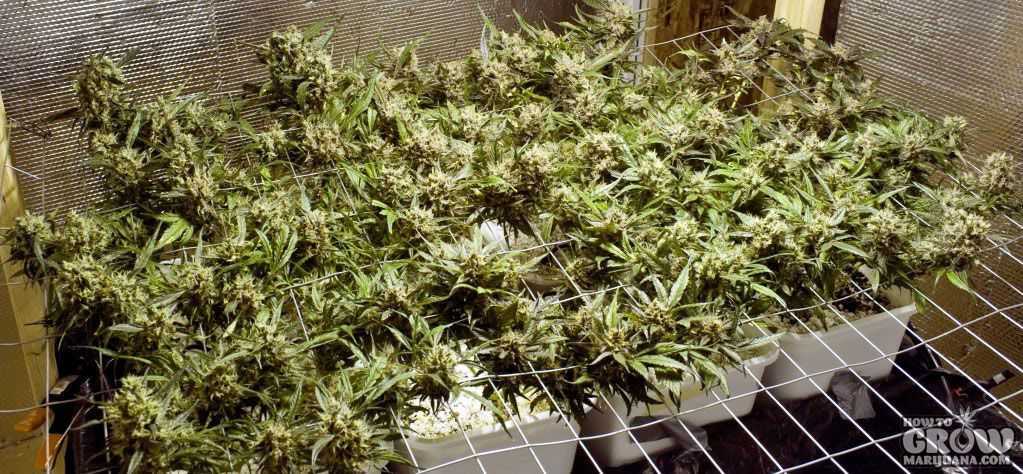 Grow Marijuana with SCOG