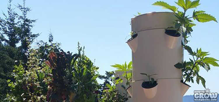 Tower Garden Aeroponics for Marijuana