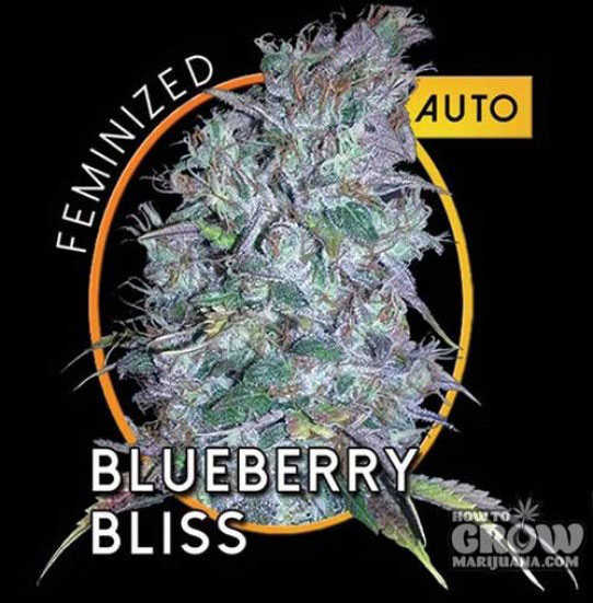 Blueberry Bliss