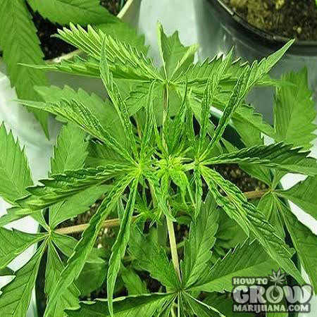 Effects of heat on marijuana plant