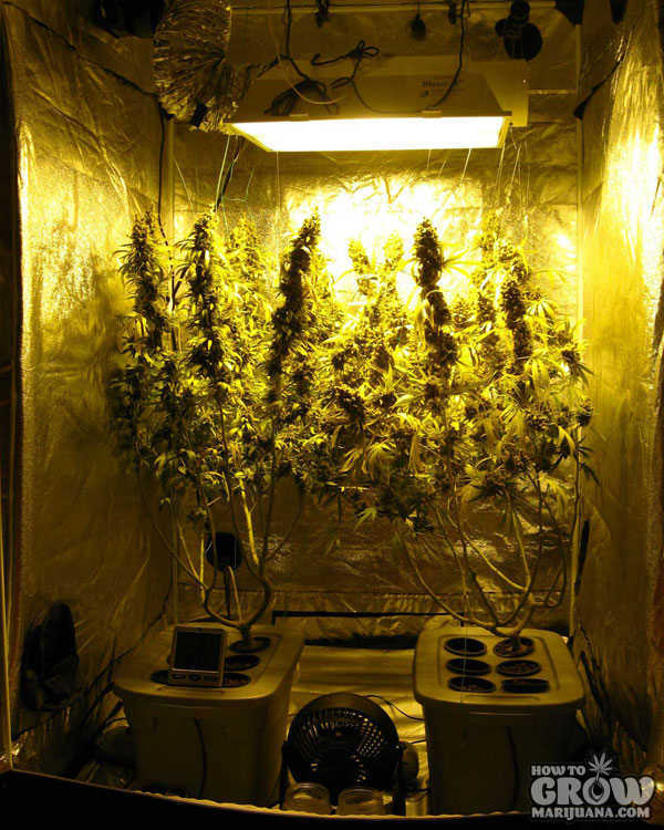 Grow tent marijuana