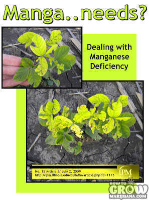 Manganese deficiency marijuana leaves