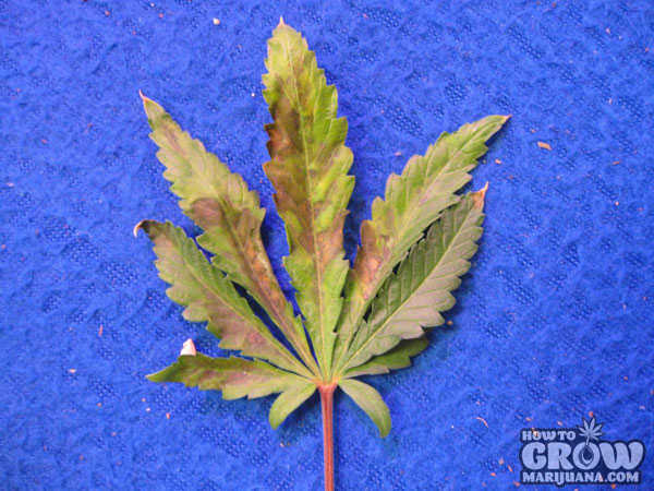 Phosphorus deficiency marijuana leaf