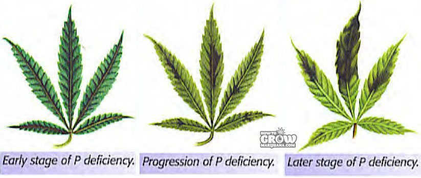 Phosphorus deficiency marijuana progression