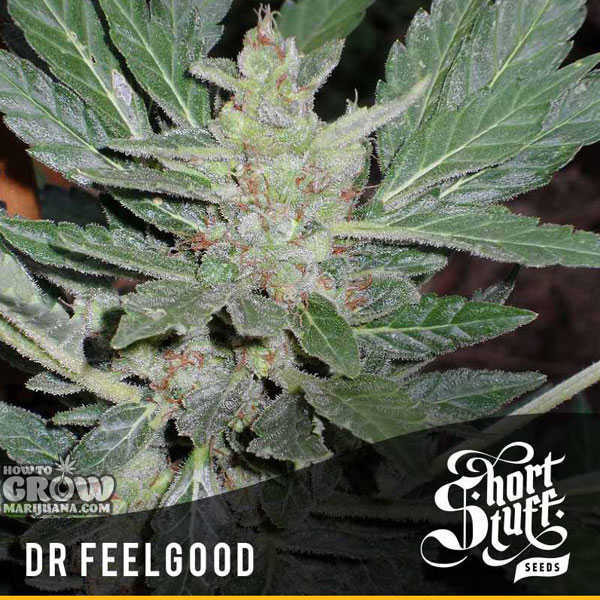 marijuana-stealth-seeds-dr.feelgood