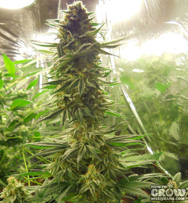 marijuana-grow-lights-cfl-flowering