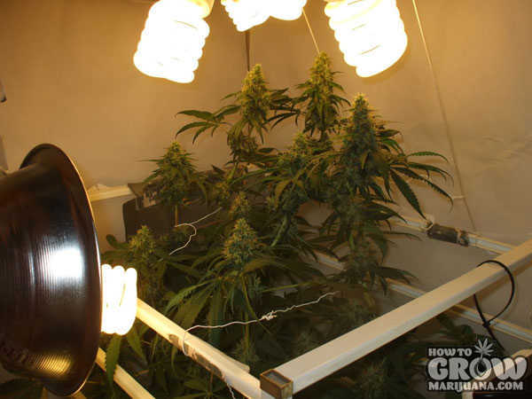 marijuana-grow-lights-cfl-grow-closet