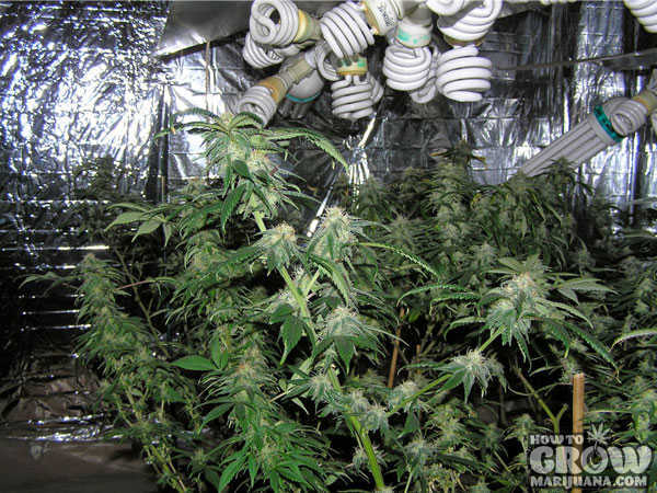 marijuana-grow-lights-cfl-grow-tents