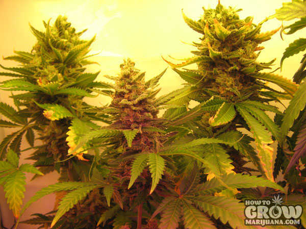 marijuana-grow-lights-flowering-stage