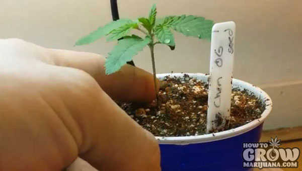 marijuana-grow-lights-seedling-stage