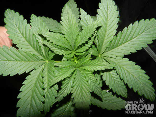 marijuana-grow-lights-vegging