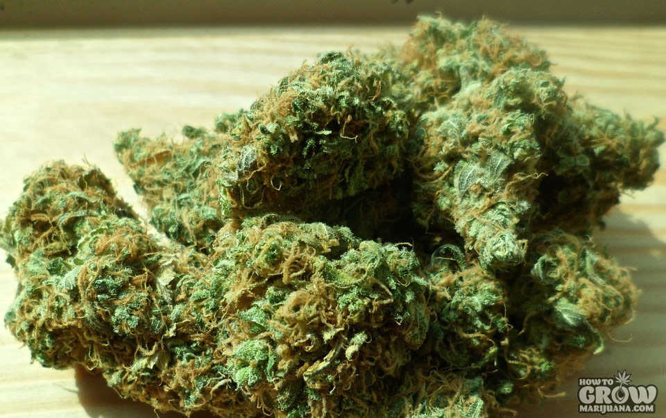 Bud_Harvest_Marijuana