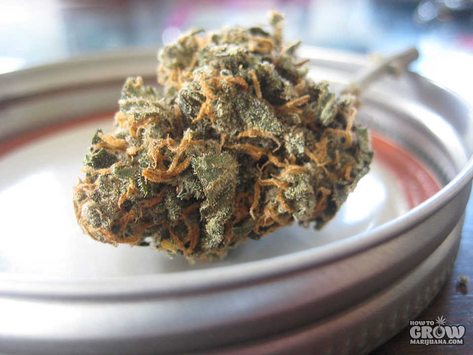 Marijuana_Harvest_Drying