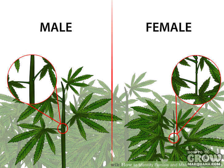 female-male-marijuana-plant-comparison
