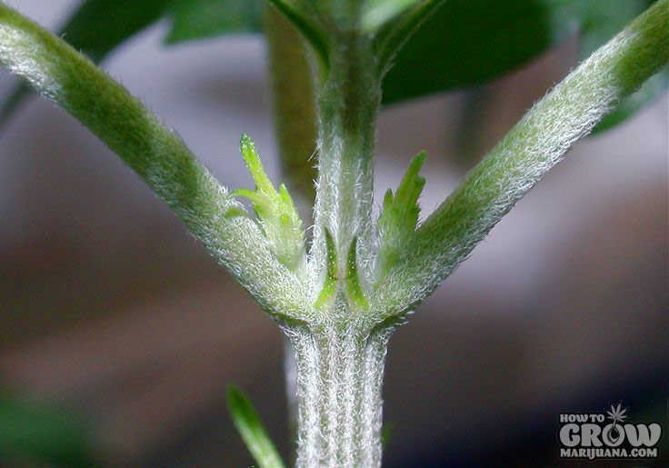 female-marijuana-plant