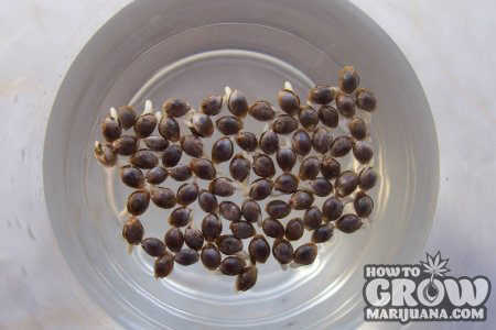 germinated-marijuana-seeds