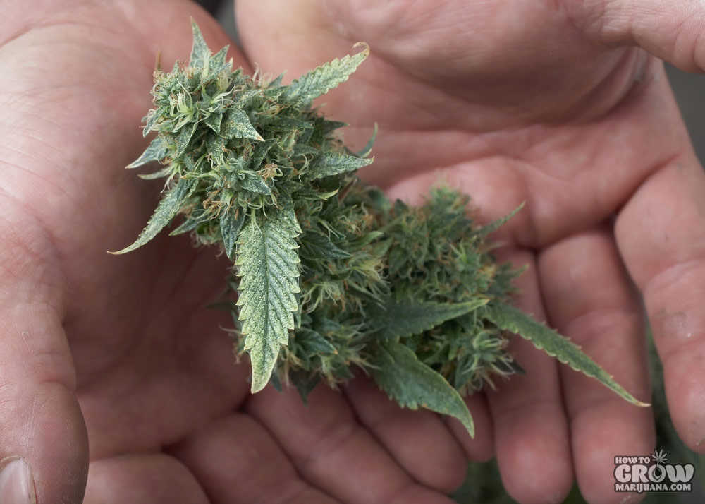 harvesting-marijuana-buds
