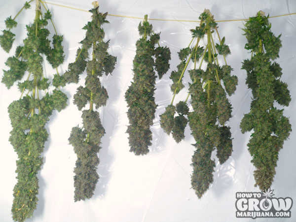 harvesting-marijuana-preparation