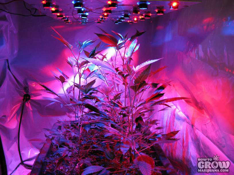 lighting-marijuana-plants