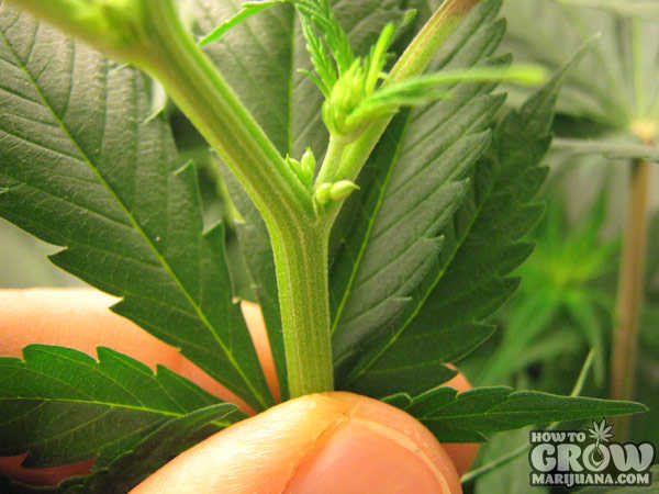 male-marijuana-plant
