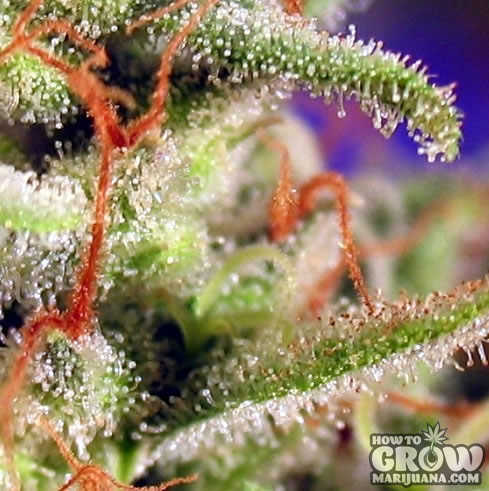 marijuana-buds-crystalizing