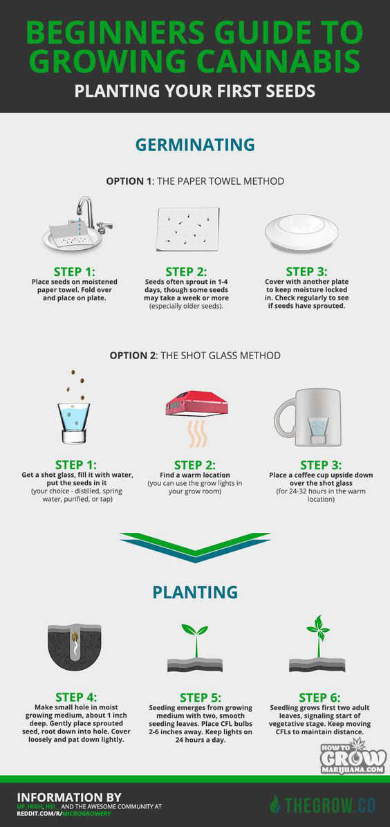 marijuana-germination-guide-chart