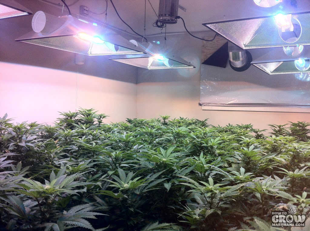 marijuana-grow-room
